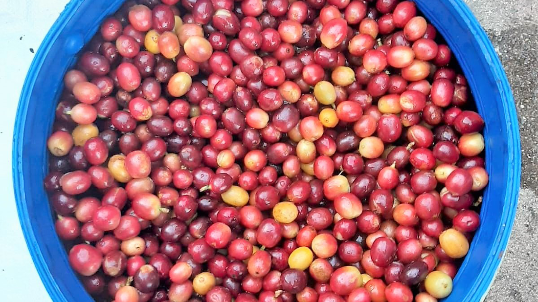 Small Batch Series: Honduras Armadillo Honey