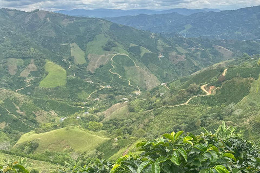 Traceable Colombia Los Arrayanes