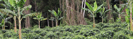 Coffee growing in a forest under various shade canopy Swiss Water Colombia Huila Reserve