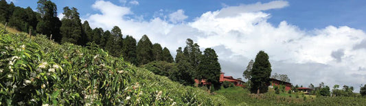 Green hill with coffee trees in foreground and other shade trees growing along the hillside under a blue and cloudy sunny sky. Swiss Water Emerald Micro Lots Volcan Azul Honey H1 Hybrid