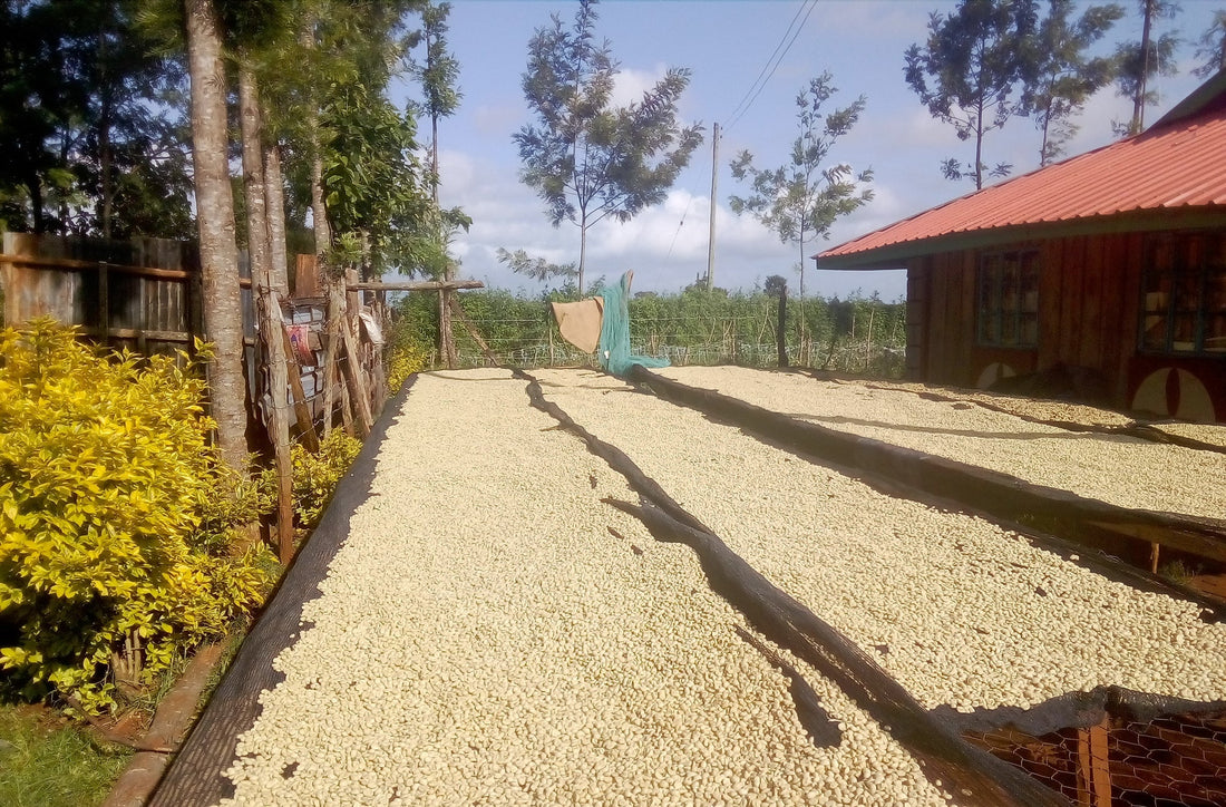 Small Batch Series Ethiopia Suke Quto