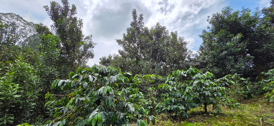 Swiss Water® Decaf Guatemala Finca Altamira