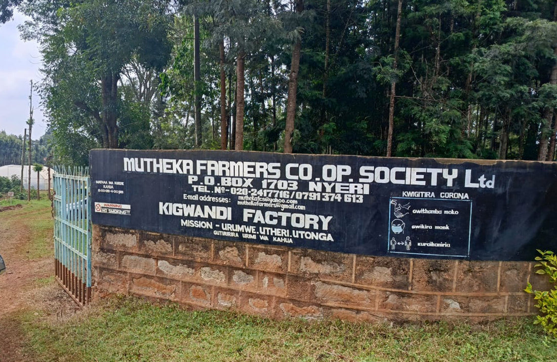 Small Batch Series Kenya Nyeri Mutheka + Othaya