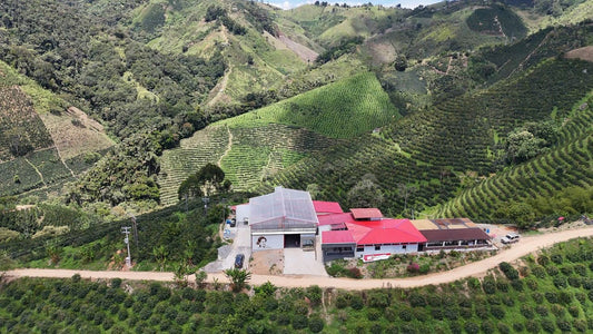 Colombia Pink Bourbon