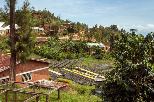 Small Batch Series Rwanda Nyamyumba Women’s Coffee