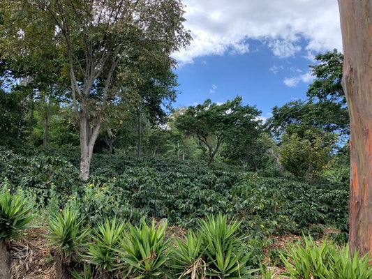 Small Batch Series: Finca La Esperanza