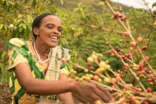 Small Batch Series Rwanda Nyampinga Women’s Coffee Project