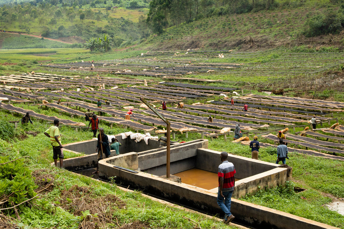 Burundi Rotheca Project