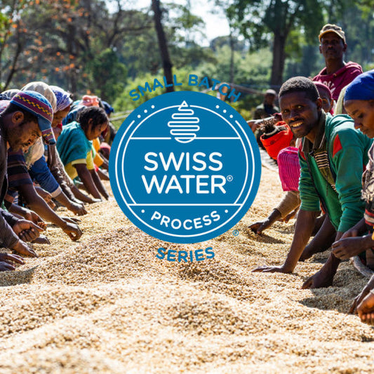 Small Batch Series: Ethiopia Organic Ardi Shantawene Washed
