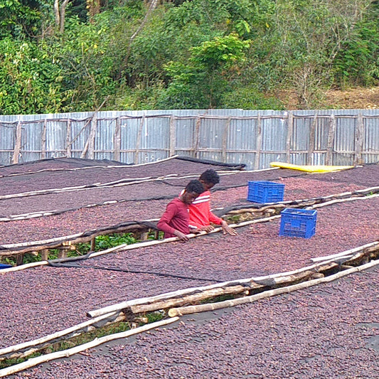 Small Batch Ethiopia Asikana Natural