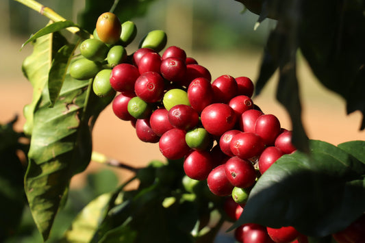 Colombia Cocafisa