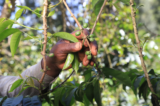 Small Batch Series Kenya Thiriku