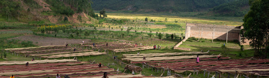Coffee drying tables covered in ripe red cherries with green vegetation in the background. Swiss Water Emerald Micro Lots Burundi Kalico Red Bourbon