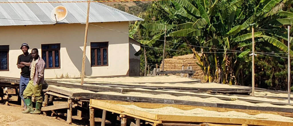 Swiss Water Decaf Tanzania Iloma. Image of unroasted coffee drying on a patio near a small building, two people stand next to the patios. Trees are in the background.