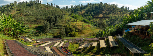Rwanda Nyamasheke Muhororo Drying Coffee Raised Beds  | Swiss Water® Process