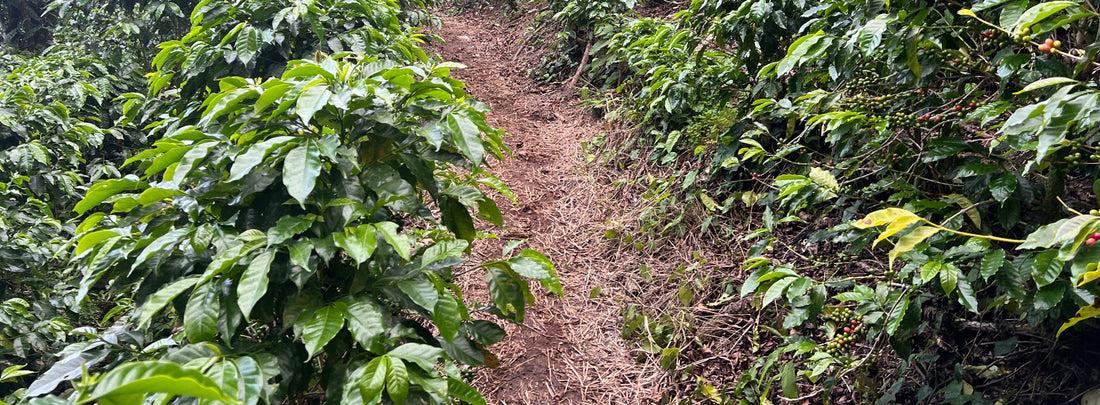 Verdant Reserves: Guatemala Finca Danilandia