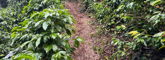 Verdant Reserves: Guatemala Finca Danilandia