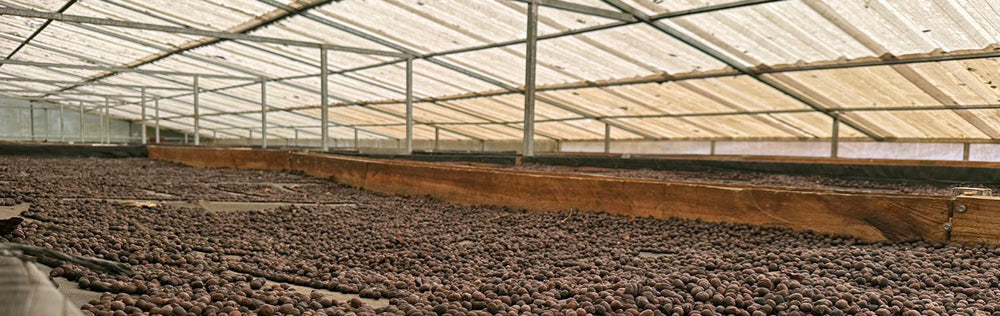 Verdant Reserves Honduras Los Laureles Coffee from Swiss Water® Process drying on a patio under shaded canopy