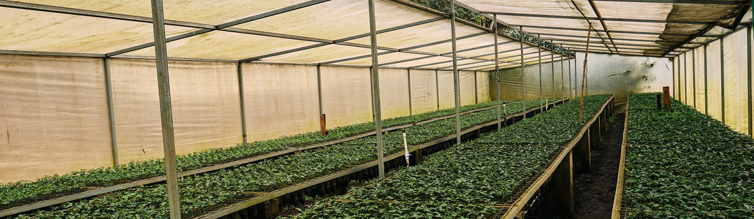 Behind the Farm: Finca El Puente