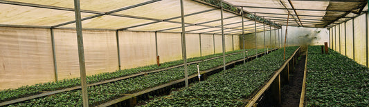 Behind the Farm: Finca El Puente