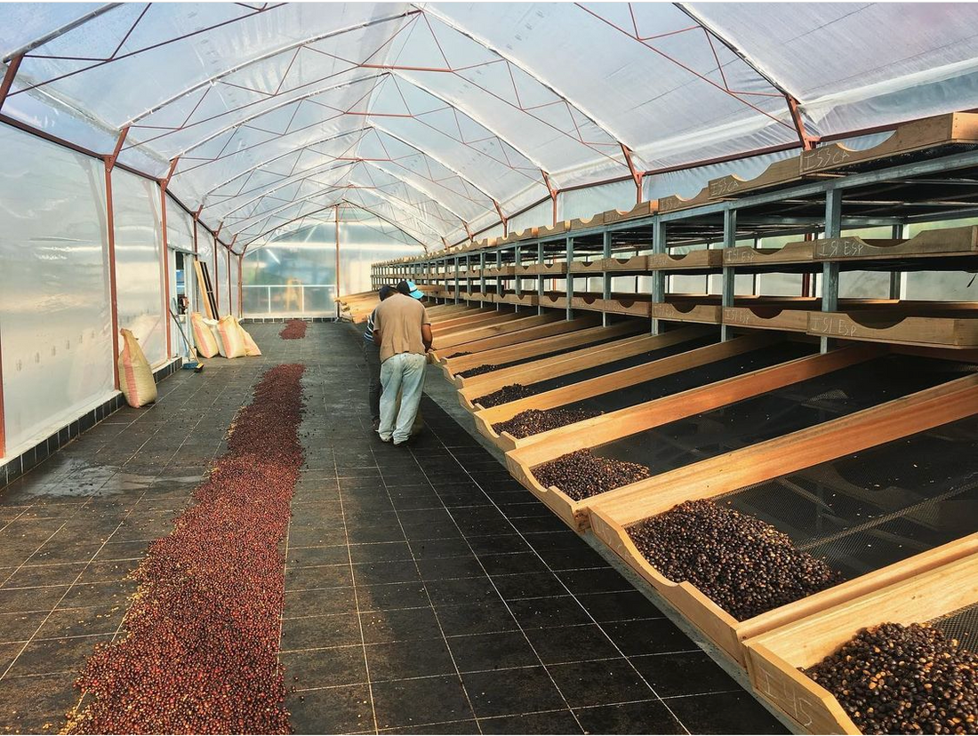 Small Batch Series: Costa Rica Aquiares Peaberry