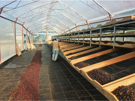 Small Batch Series: Costa Rica Aquiares Peaberry