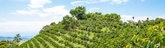 Green coffee plants growing on terraced hillside. Swiss Water Decaf Forest Tropical Journey