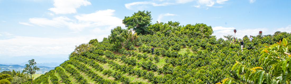 Green coffee plants growing on terraced hillside. Swiss Water Decaf Forest Tropical Journey