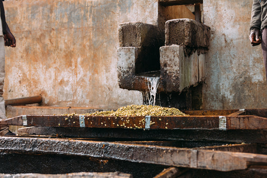 Small Batch Series Ethiopia Shakisso