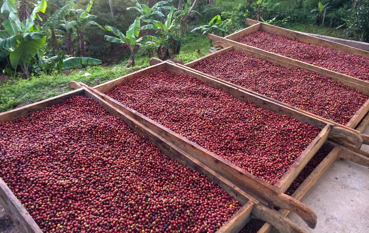 Swiss Water Decaffeinated Coffee Company Usa, Inc.