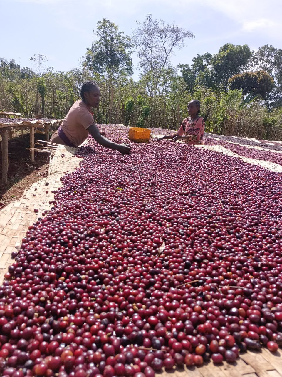 Swiss Water Decaffeinated Coffee Company Usa, Inc.