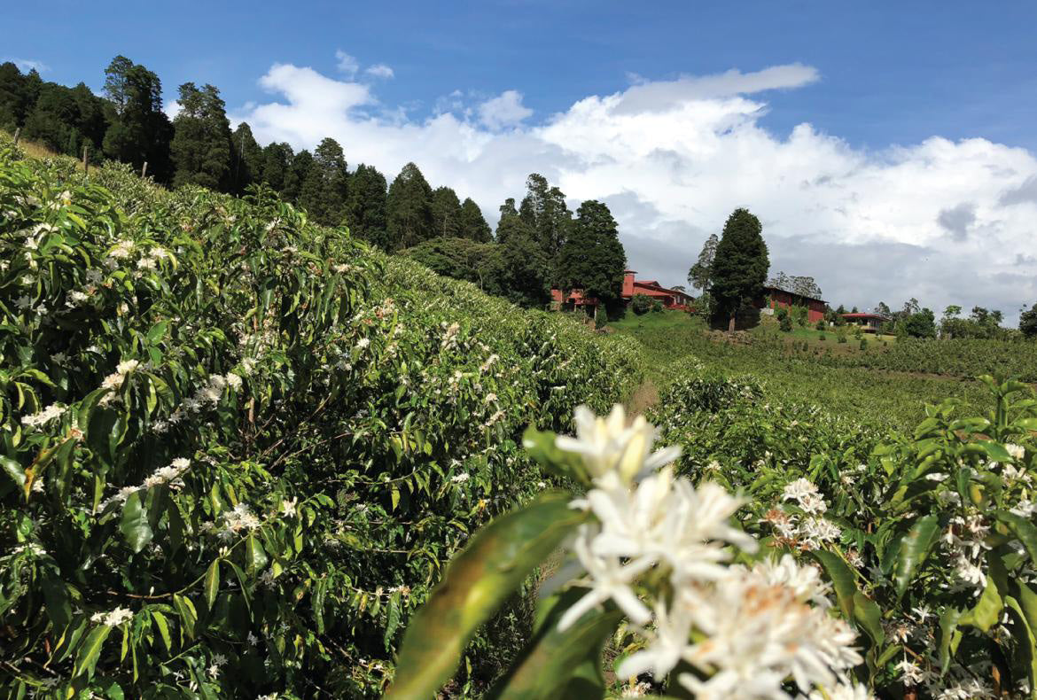 Coffee plantation with flowering coffee trees under a blue sky with clouds. Swiss Water Process Costa Rica Volcan Azul Honey