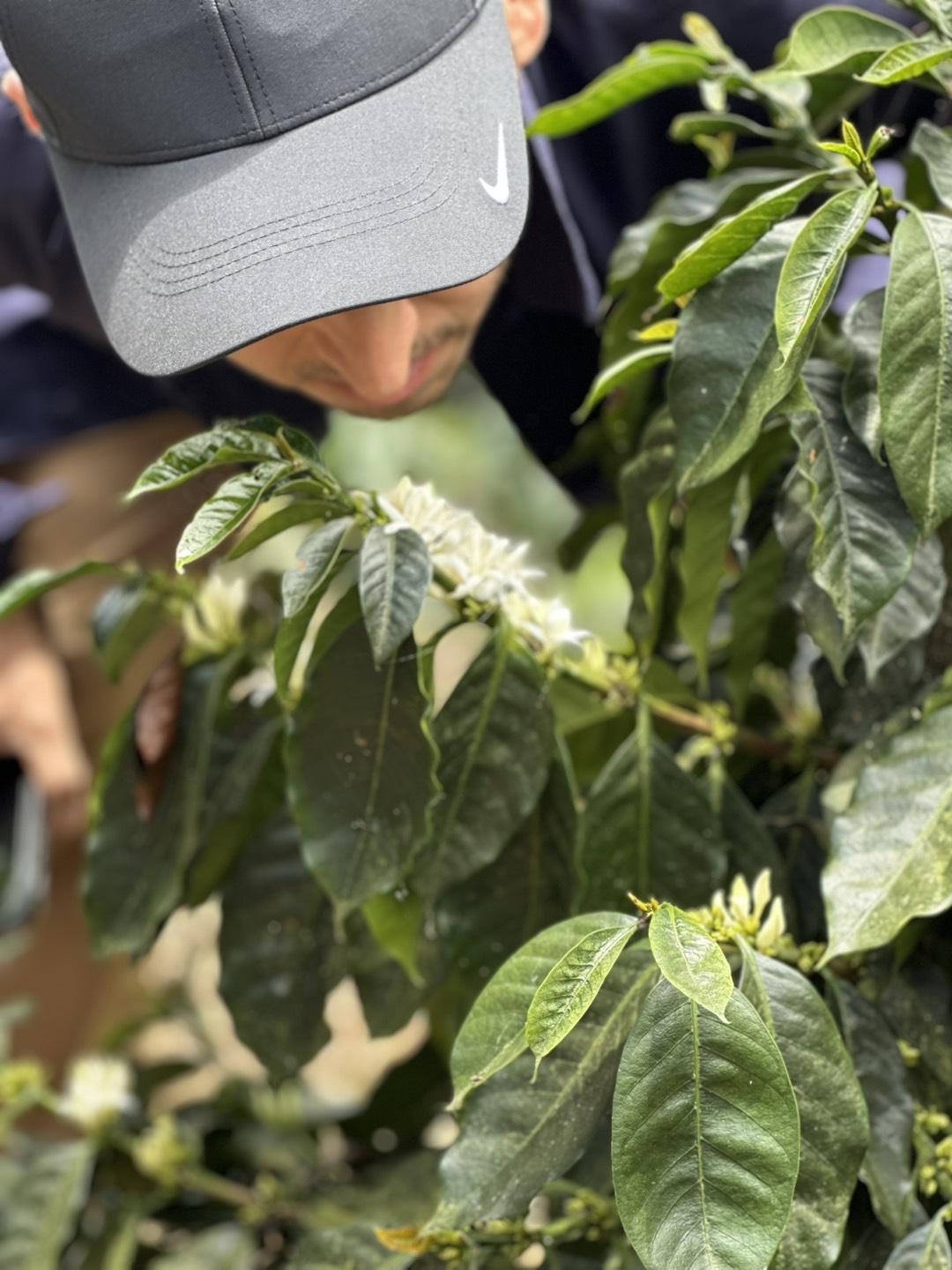 Person inspecting coffee plants with a focus on green leaves and white flowers.