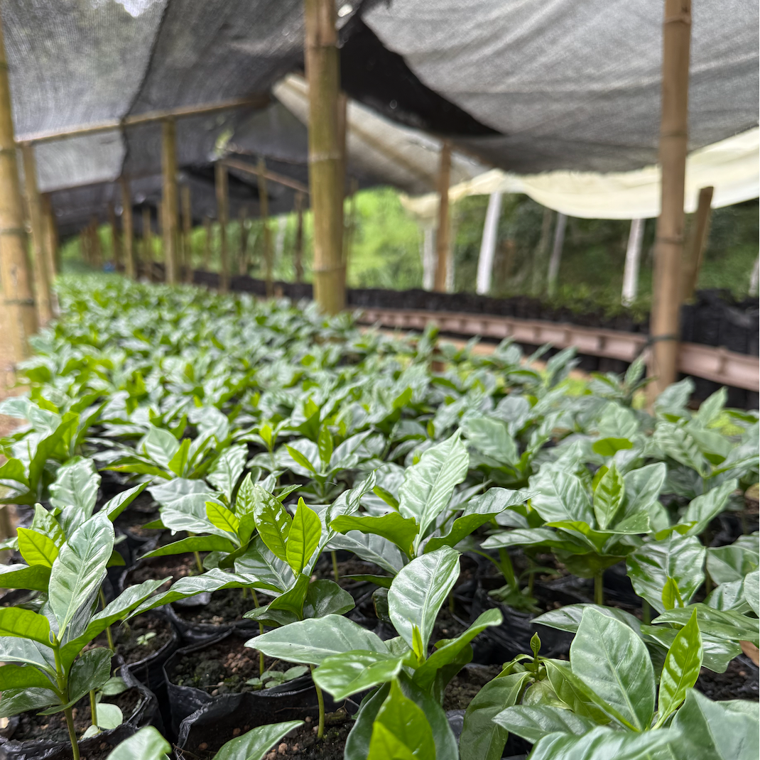 Row of young plants under a protective covering with bamboo stakes