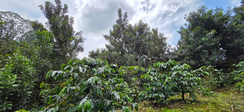  Coffee trees in a lush green forest with a cloudy sky—Traceable Guatemala Finca Altamira from Swiss Water Process.